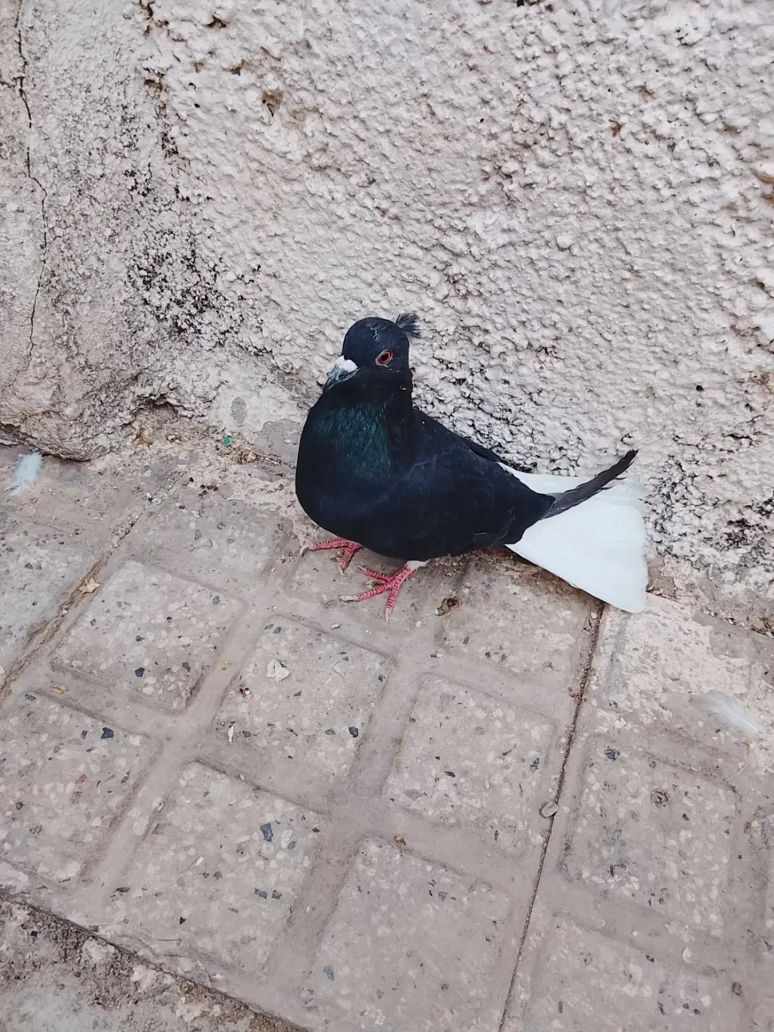 زاغ دم سفید کبوتر|پرنده|قرچک, مهدیه|دیوار