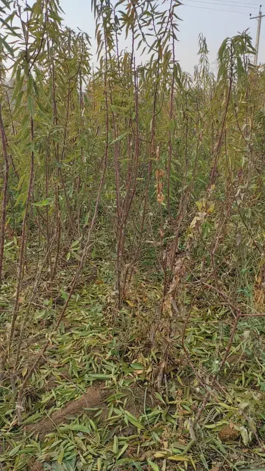 فروش انواع نهال های اصلاح شده و تظمینی درینگی کند|خدمات باغبانی و درختکاری|خسروشاه, |دیوار