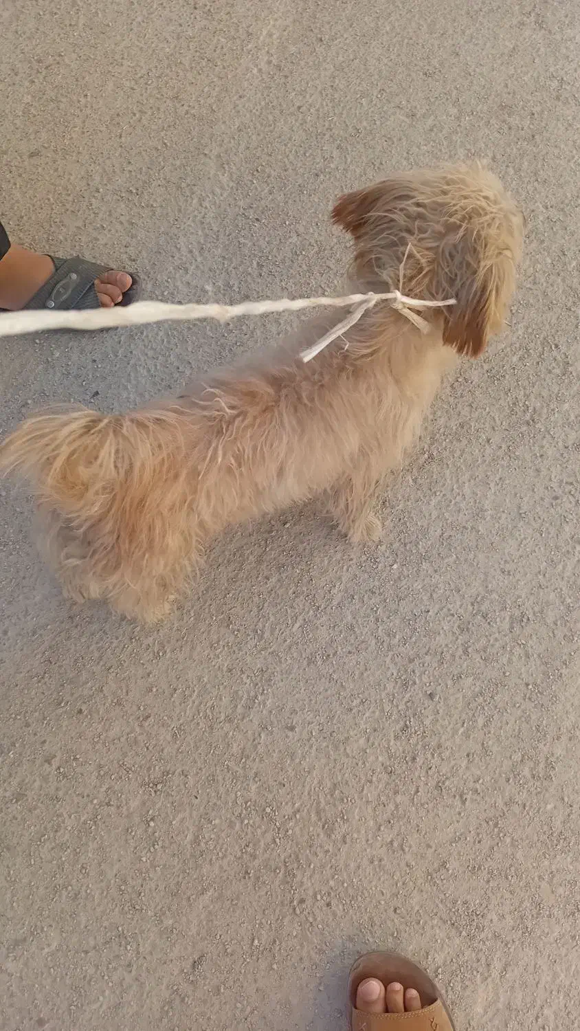 سگ پا کوتا|سگ|فارسان, |دیوار