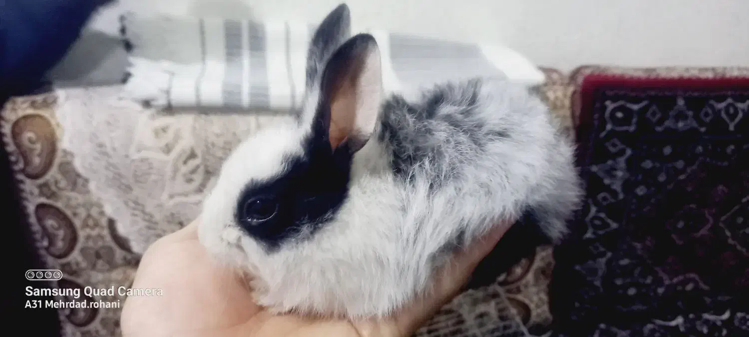 بچه خرگوش|موش و خرگوش|سنندج, |دیوار