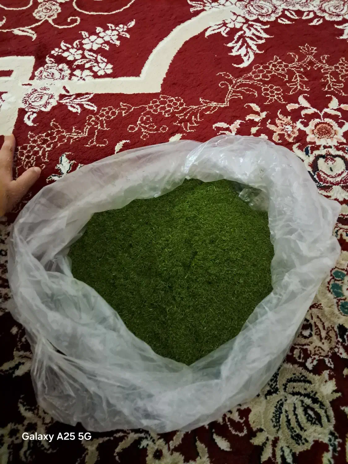 شوید|خوردنی و آشامیدنی|بروجرد, |دیوار