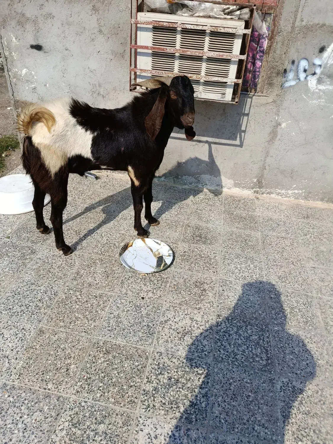 نری|حیوانات مزرعه|تخت, |دیوار