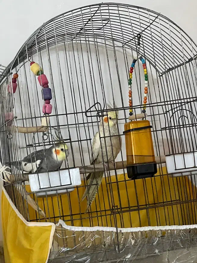 عروس هلندی|پرنده|تهران, افسریه جنوبی|دیوار