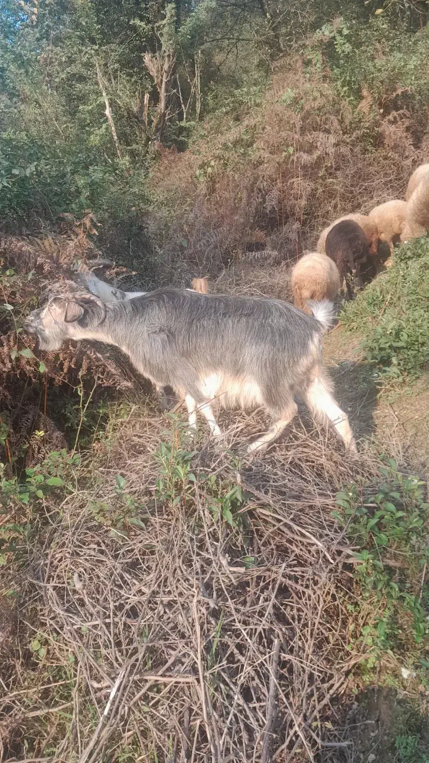 فروش ۲ عددبز ماده|حیوانات مزرعه|سیاهکل, |دیوار