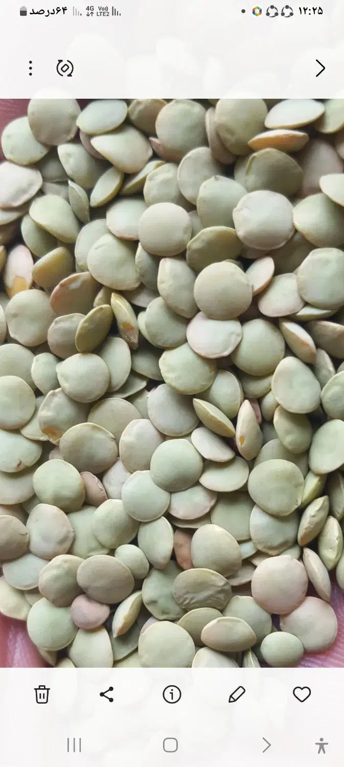 عدس تمیز|خوردنی و آشامیدنی|مشگین شهر, |دیوار