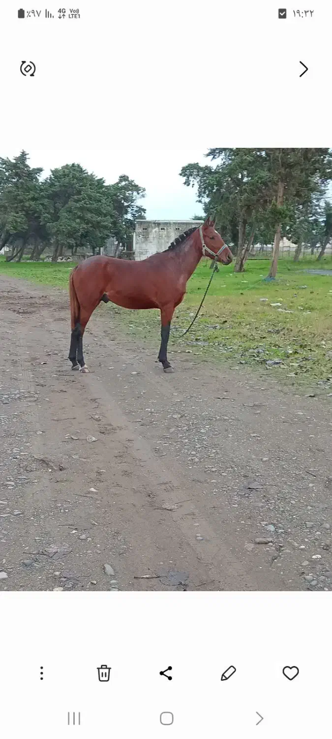 اسب دوخون|اسب و تجهیزات اسبسواری|بندر انزلی, لیچارگی حسن رود|دیوار