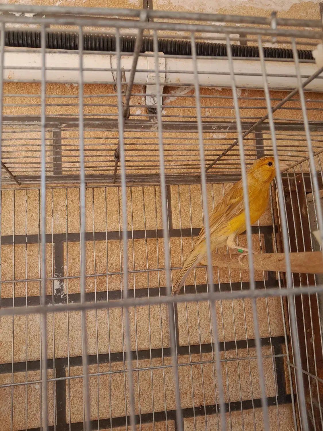 قناری دارچین نر|پرنده|کرمان, |دیوار