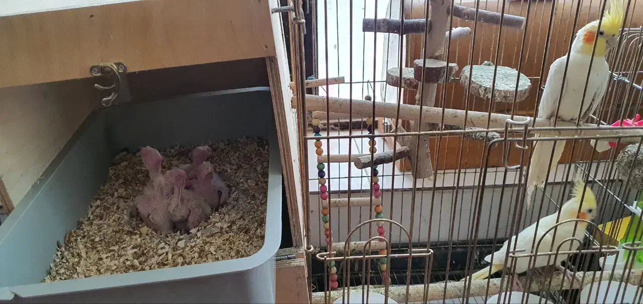 طوطی عروس هلندی|پرنده|سیدان, |دیوار