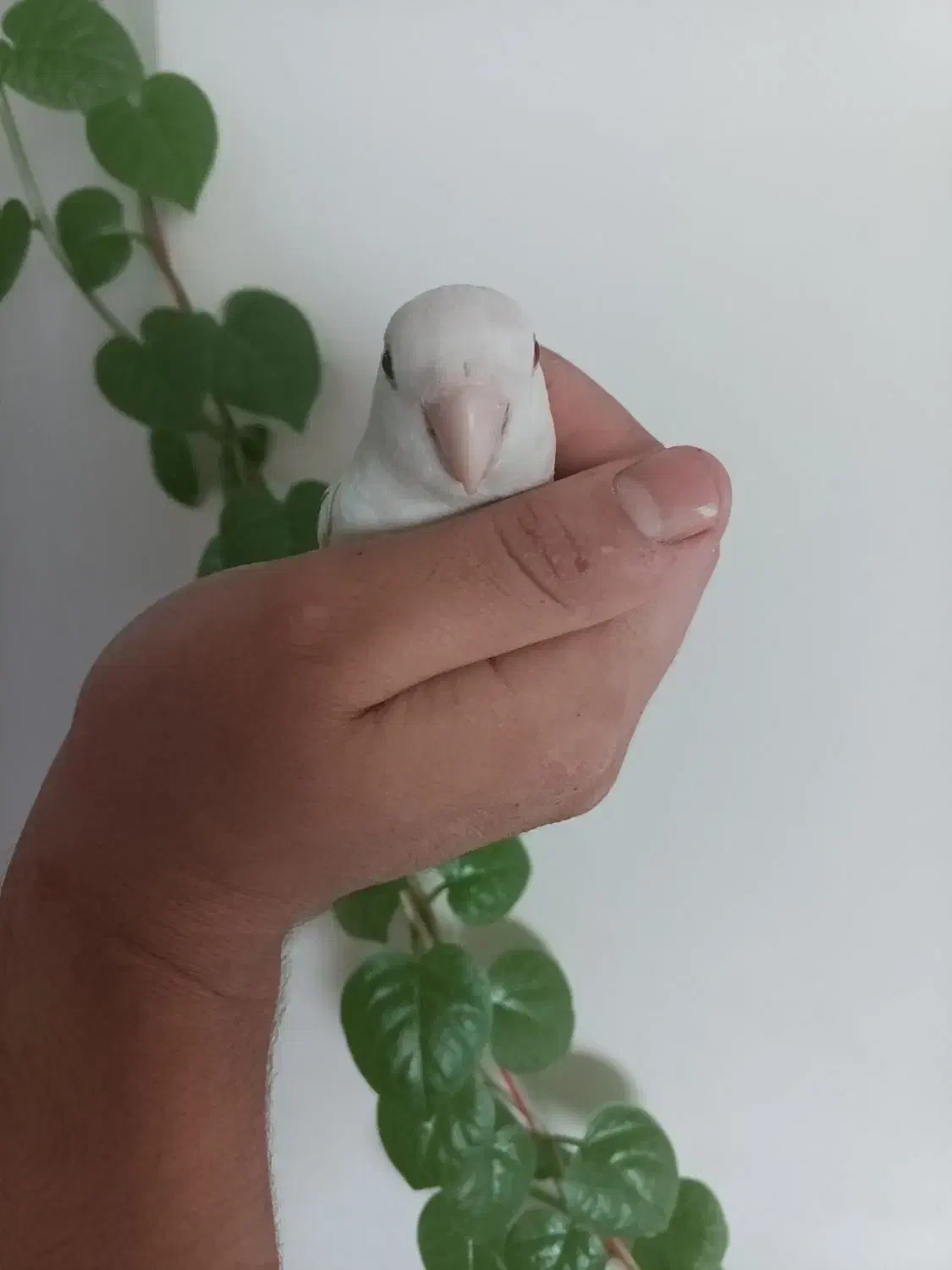 طوطی|پرنده|شیراز, تاچارا|دیوار