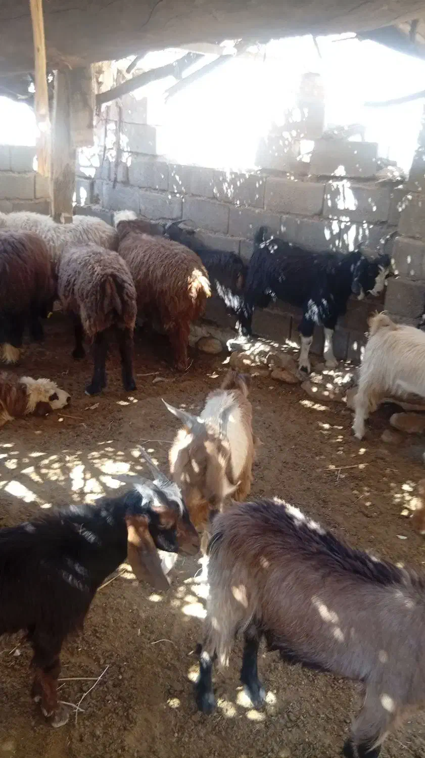 ده راس بره چاق پروار|حیوانات مزرعه|لنده, |دیوار