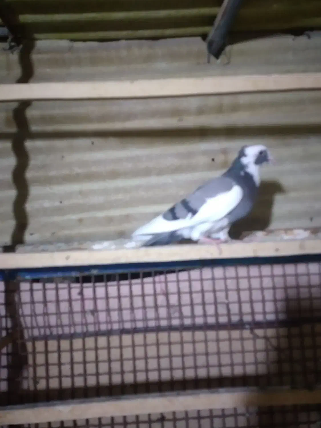 سلام کبوتر پرشی و یاهو|پرنده|قم, مسجد امام حسن|دیوار