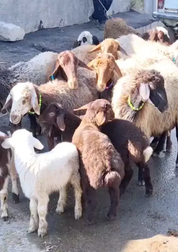 میش بره۹تاشیشک مرغ۷تاتخم گذار|حیوانات مزرعه|بروجرد, |دیوار