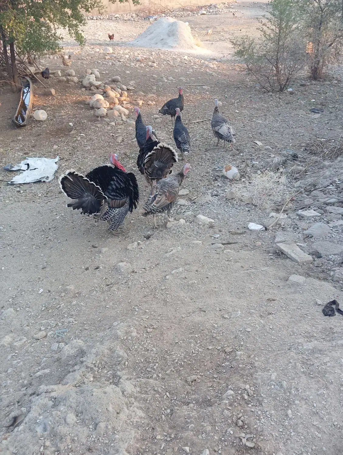 بوقلمو|حیوانات مزرعه|دزفول, |دیوار