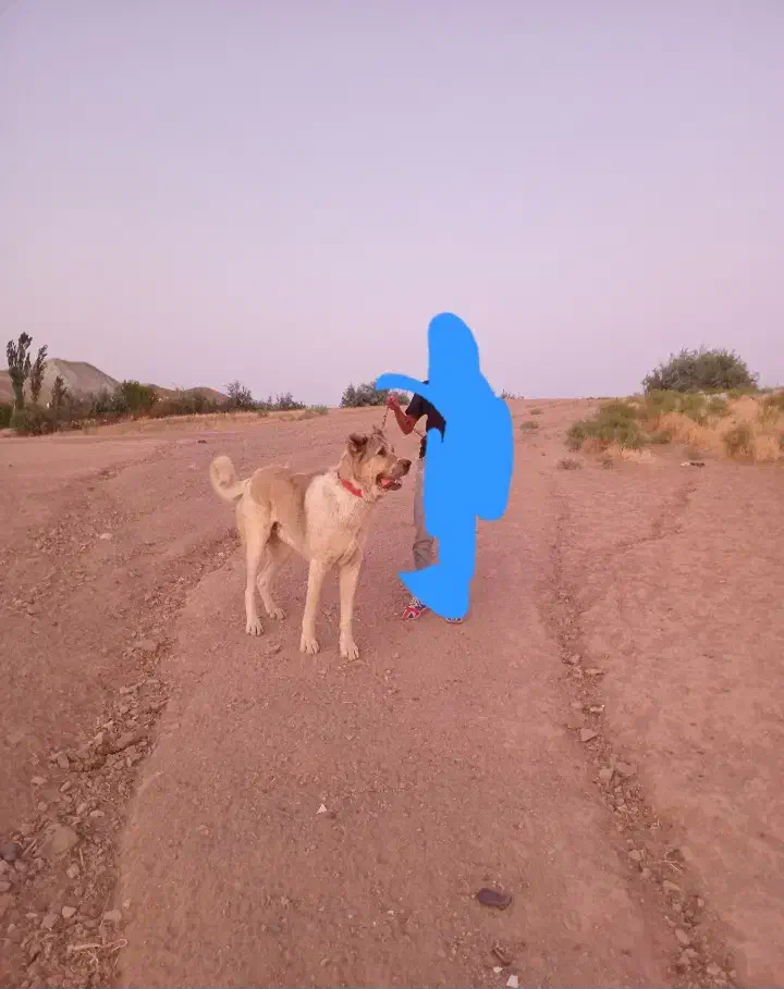 سگ سرابی|سگ|قیدار, |دیوار