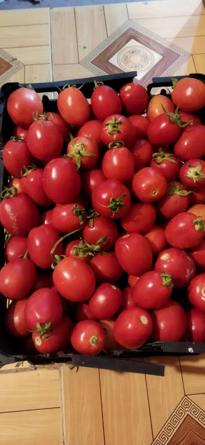 گوجه|خوردنی و آشامیدنی|سوق, |دیوار