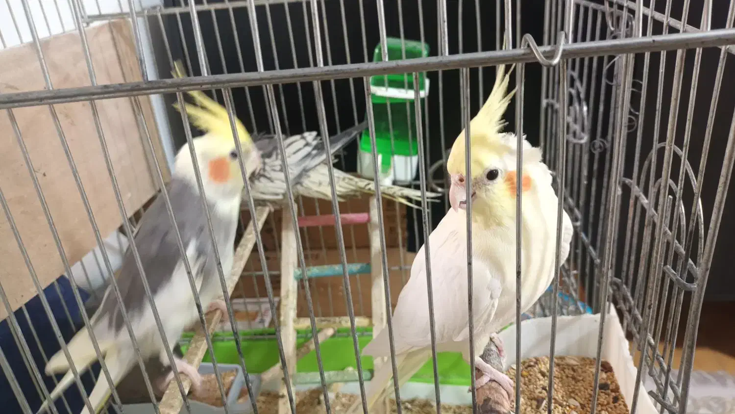 عروس هلندی|پرنده|تهران, مقدم|دیوار