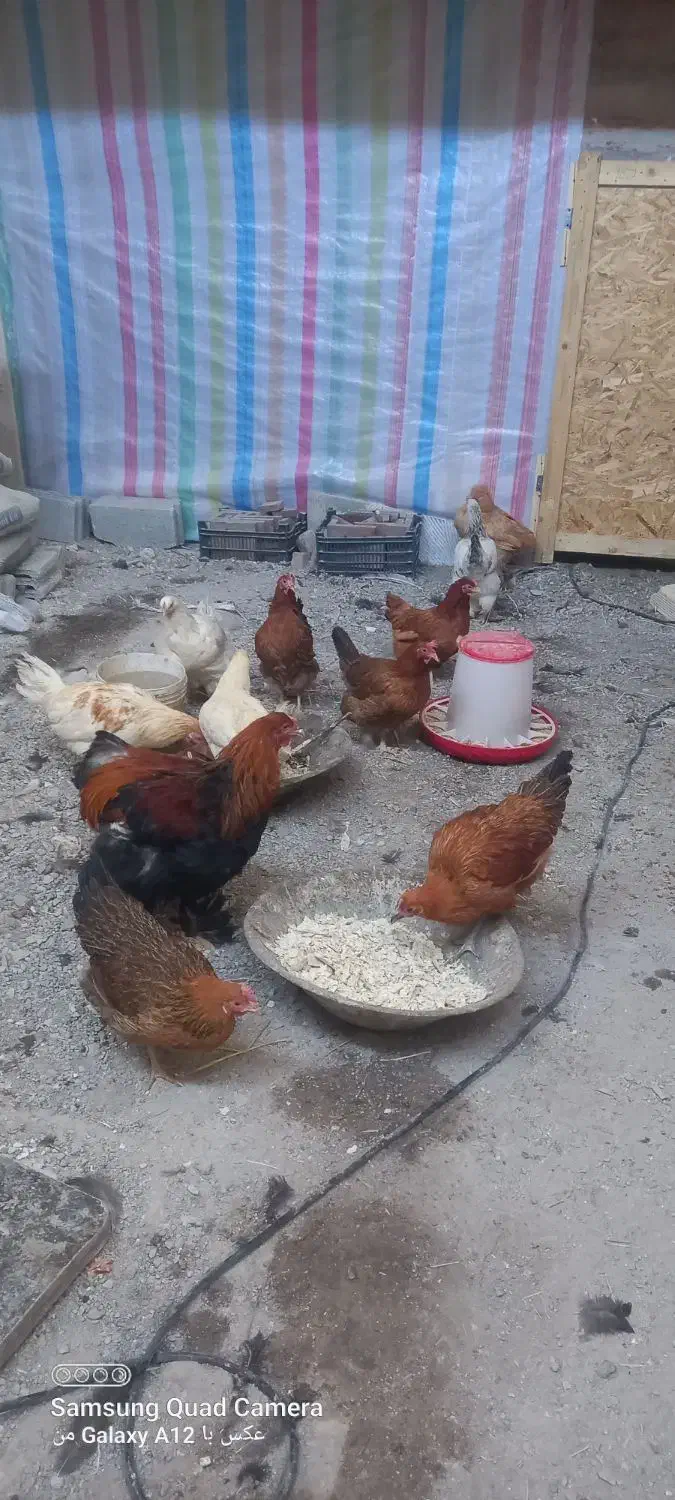 مرغ|حیوانات مزرعه|باسمنج, |دیوار