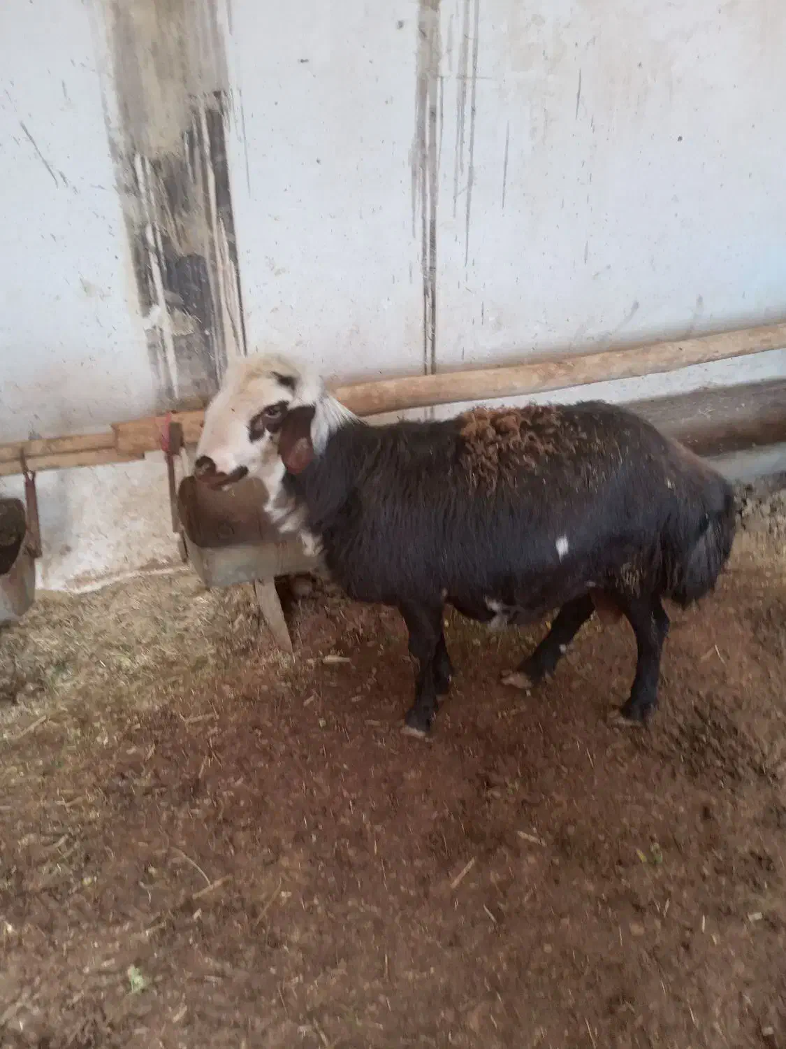 بره قوچ،|حیوانات مزرعه|نیشابور, بنیاد شهید|دیوار