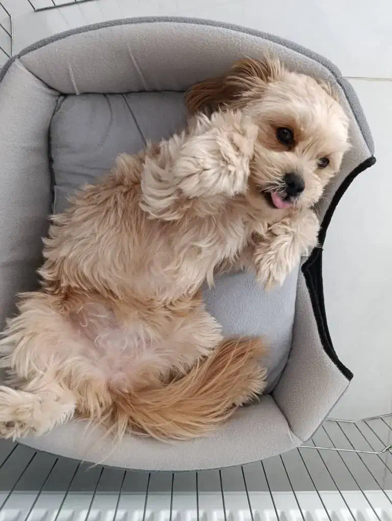 واگذاری لــوســی|سگ|مهاباد (آذربایجان غربی), |دیوار