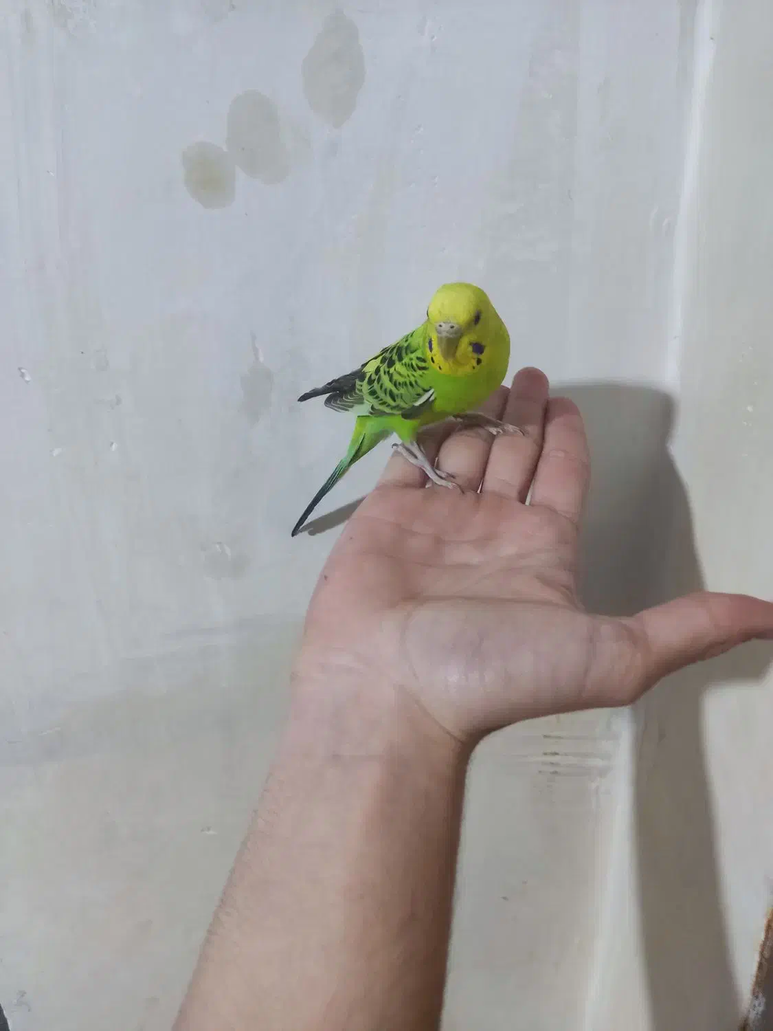 دو عدد مرغ عشق|پرنده|صوفیان, |دیوار