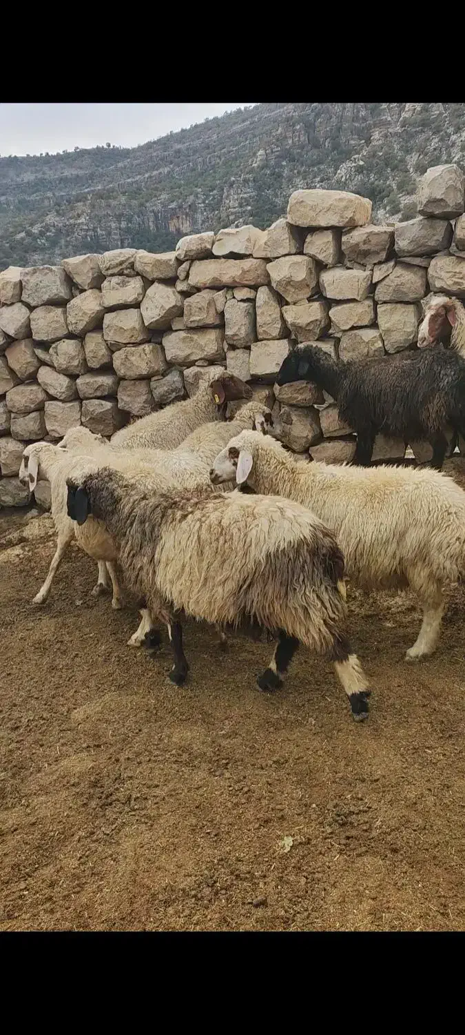 میش گوسفند|حیوانات مزرعه|اندیمشک, |دیوار