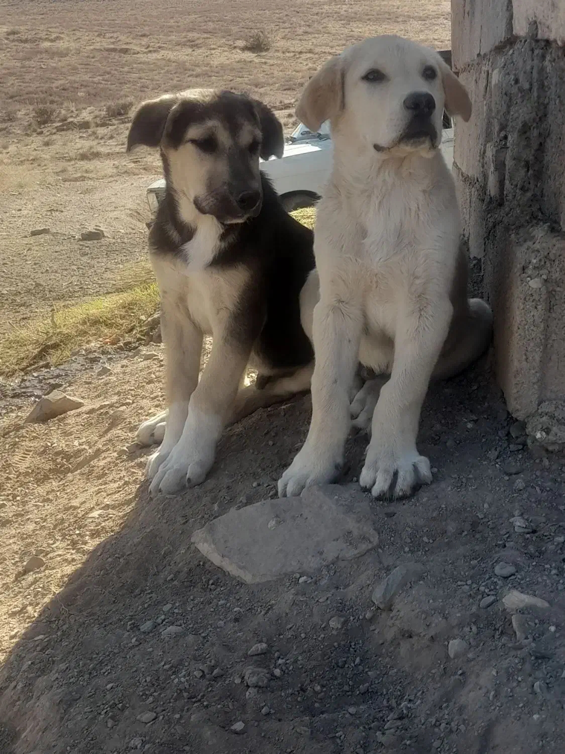 دوتا توله نر سرابی اصل|سگ|ماهنشان, |دیوار