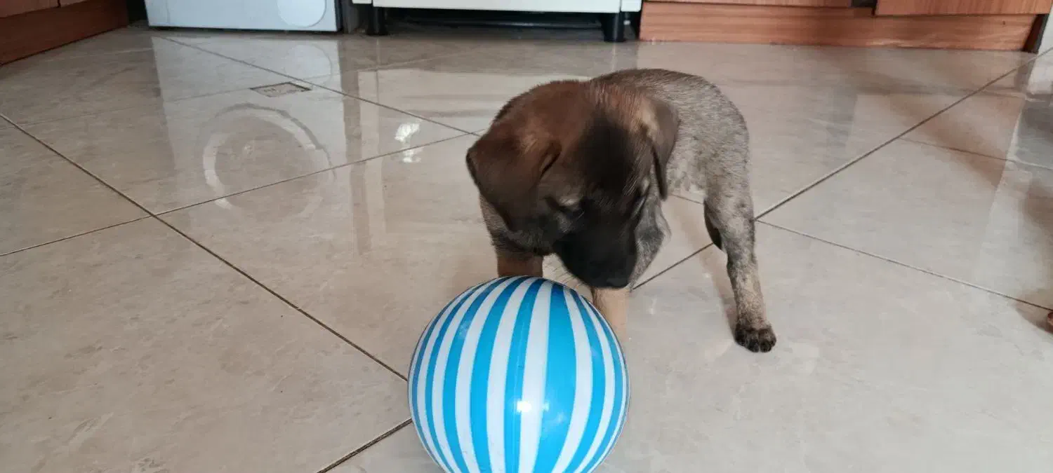 توله سگ محلی سالم|سگ|سبزوار, هویزه|دیوار