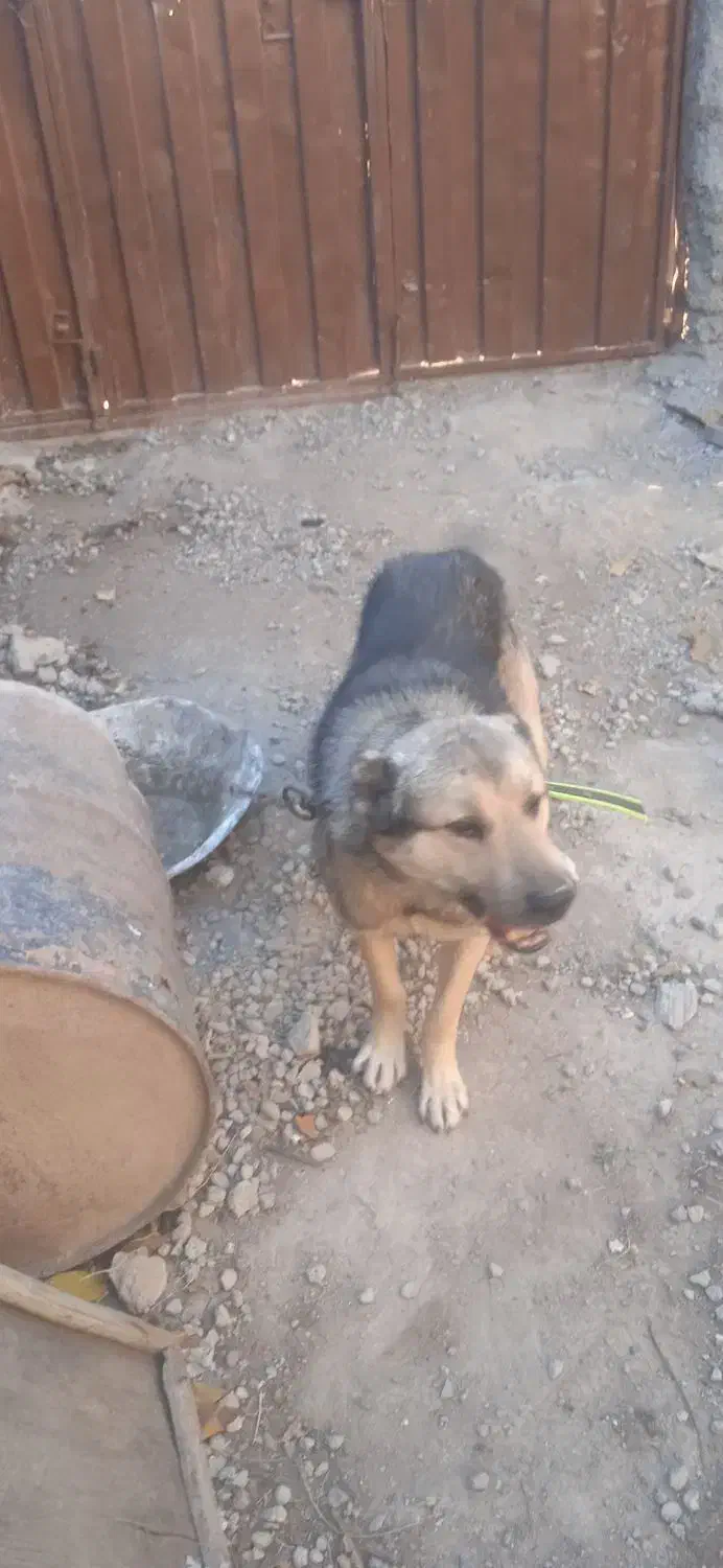 فروش سگ|سگ|خواجه, |دیوار