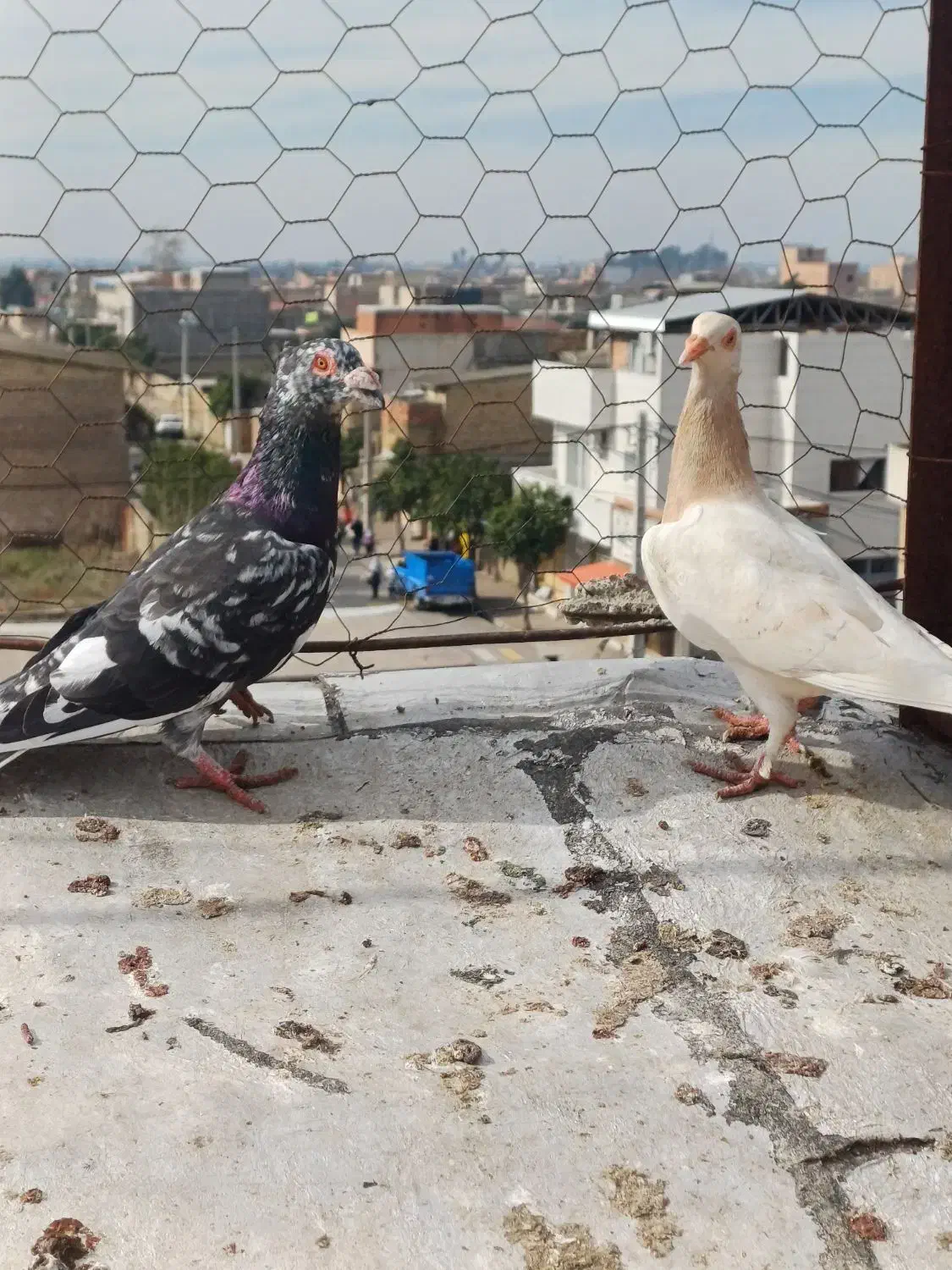 سار کاکل دورگ|پرنده|نگین شهر, |دیوار