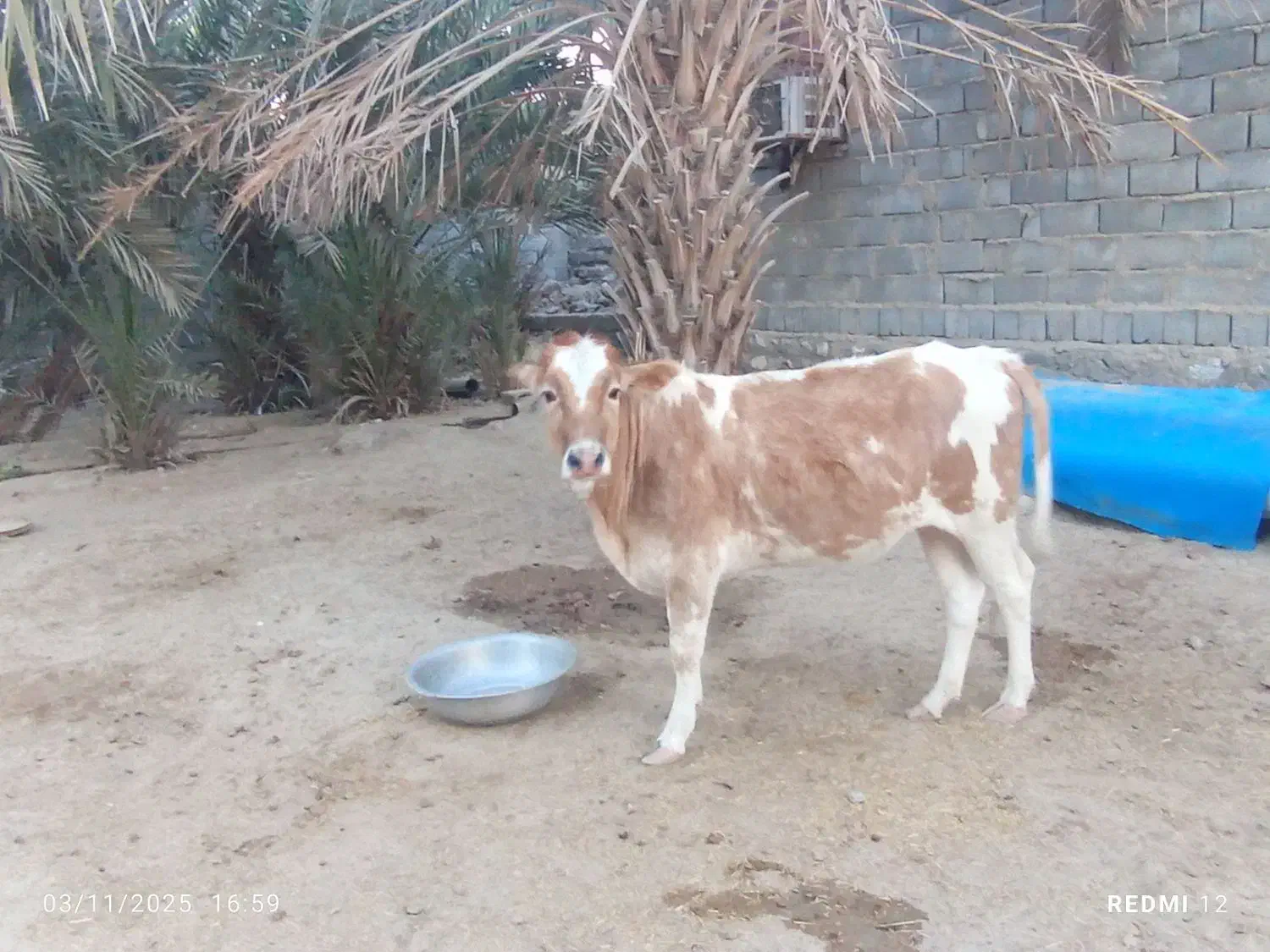 حیوانات|حیوانات مزرعه|میناب, |دیوار