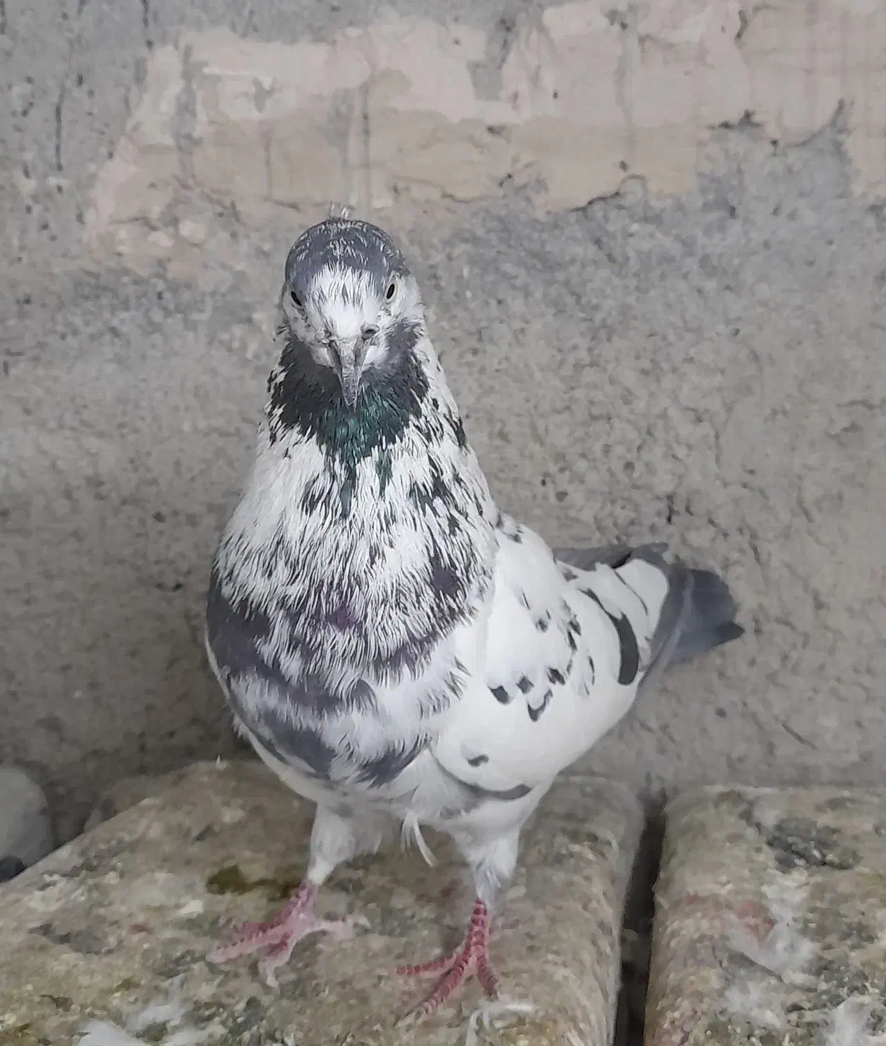 کفتر نر قاره سیاه|پرنده|فردیس, فردیس|دیوار