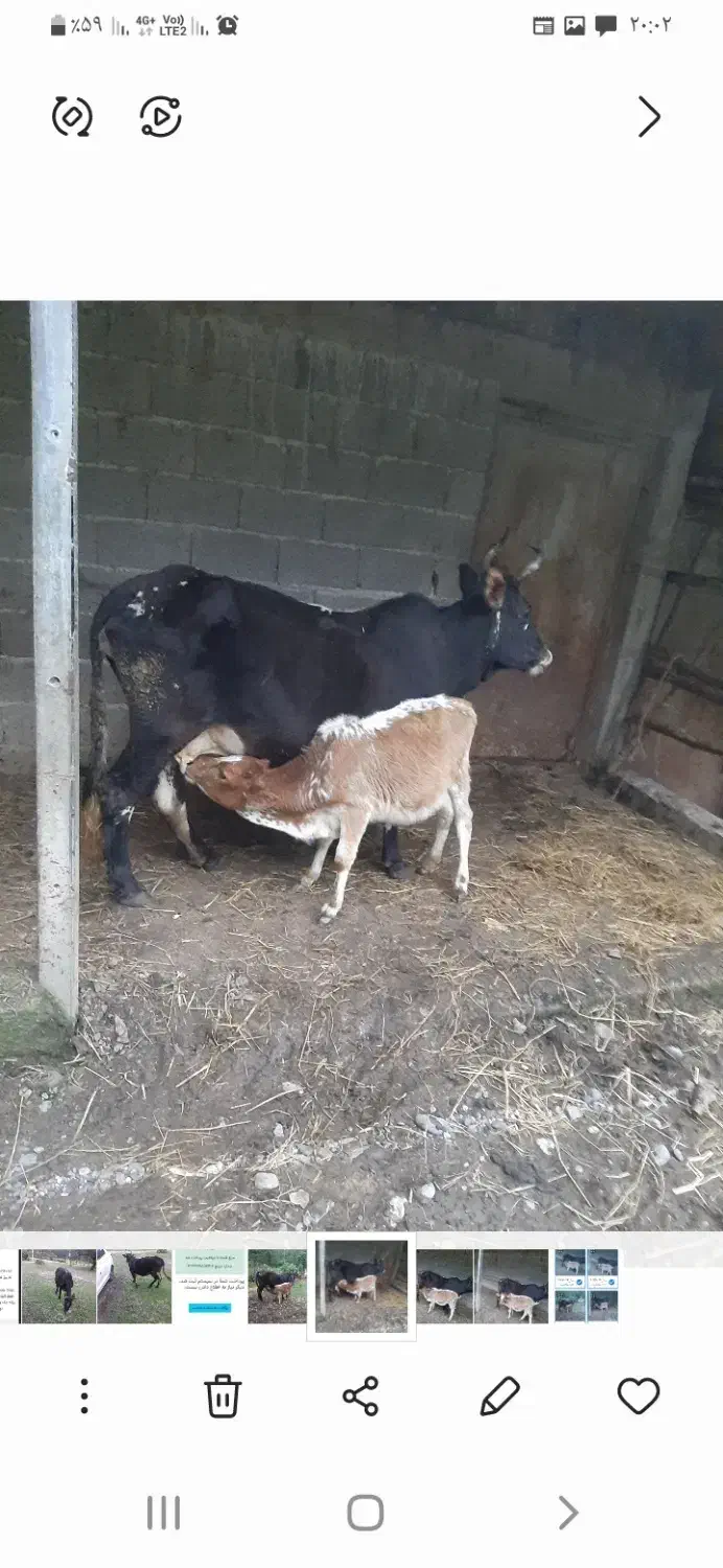 گاو شیرده با گوساله|حیوانات مزرعه|توتکابن, |دیوار