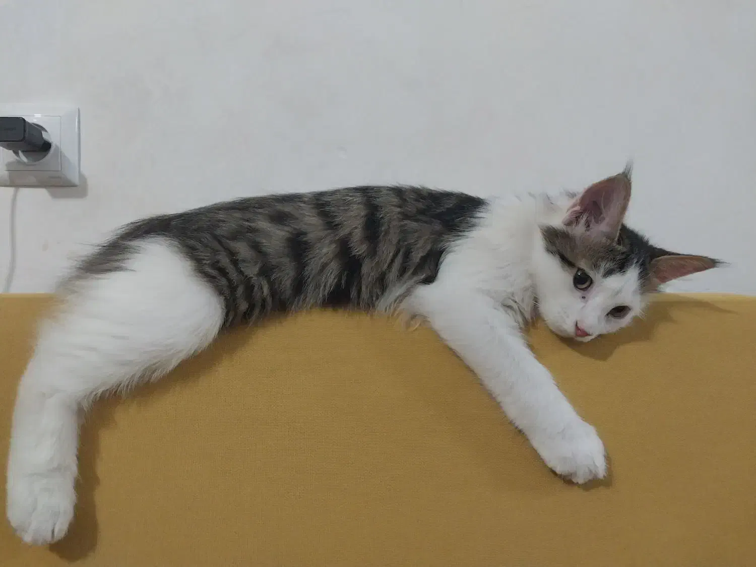 واگذاری دو گربه ۶ و ۷ ماهه|گربه|اراک, |دیوار