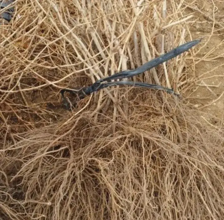 نهال انگور ترکمن درخت انگور بیدانه سیاه ،نهالستان|خدمات باغبانی و درختکاری|مشهد, خواجه ربیع|دیوار