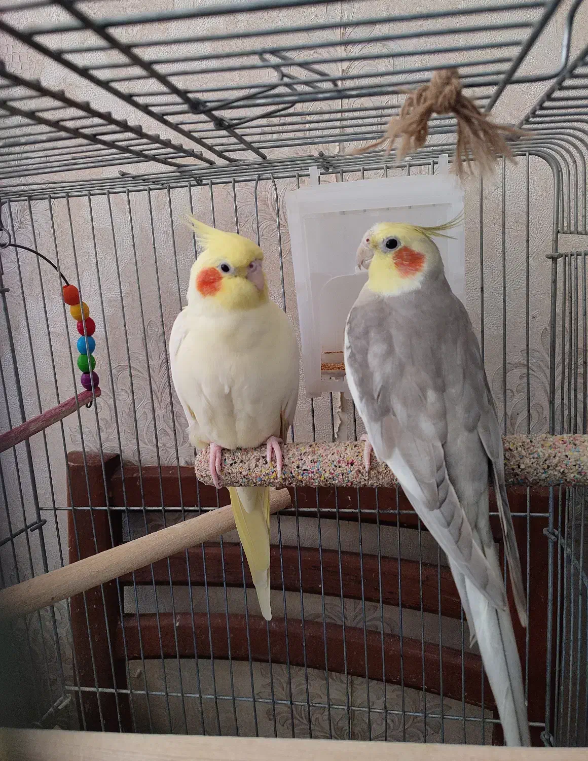 جفت عروس هلندی همراه با قفس|پرنده|تهران, وحیدیه|دیوار