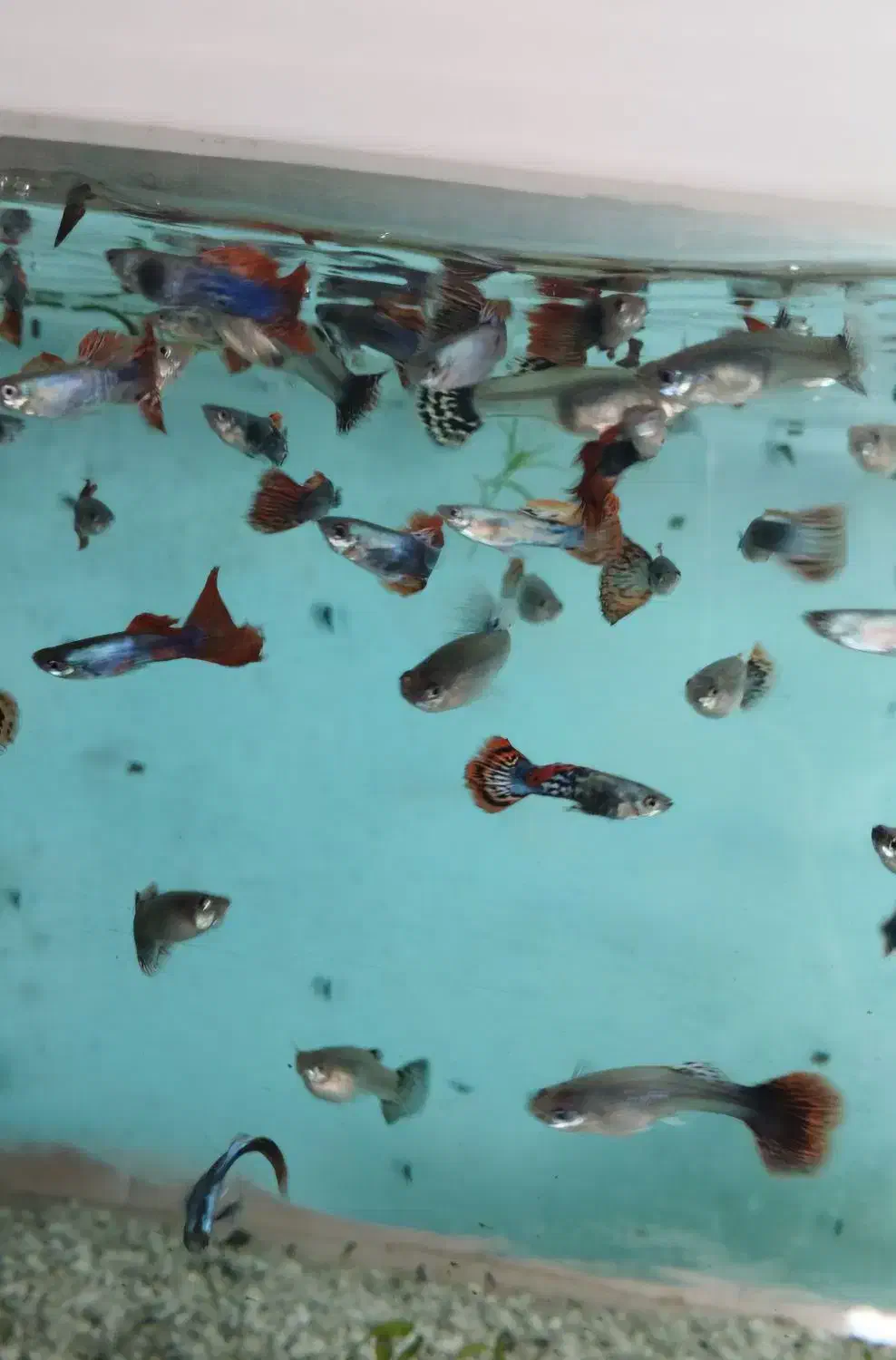 ماهی گوپی|ماهی|پرند, فاز ۵|دیوار