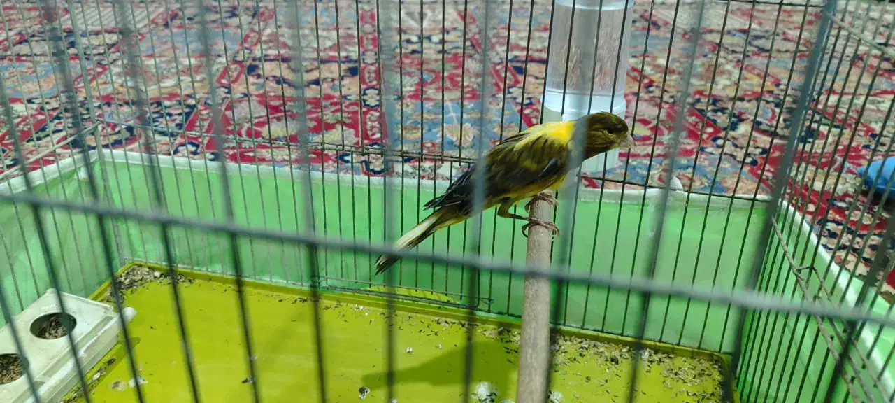 قناری دوعددسفیدوابلغ|پرنده|خمینی‌شهر, |دیوار