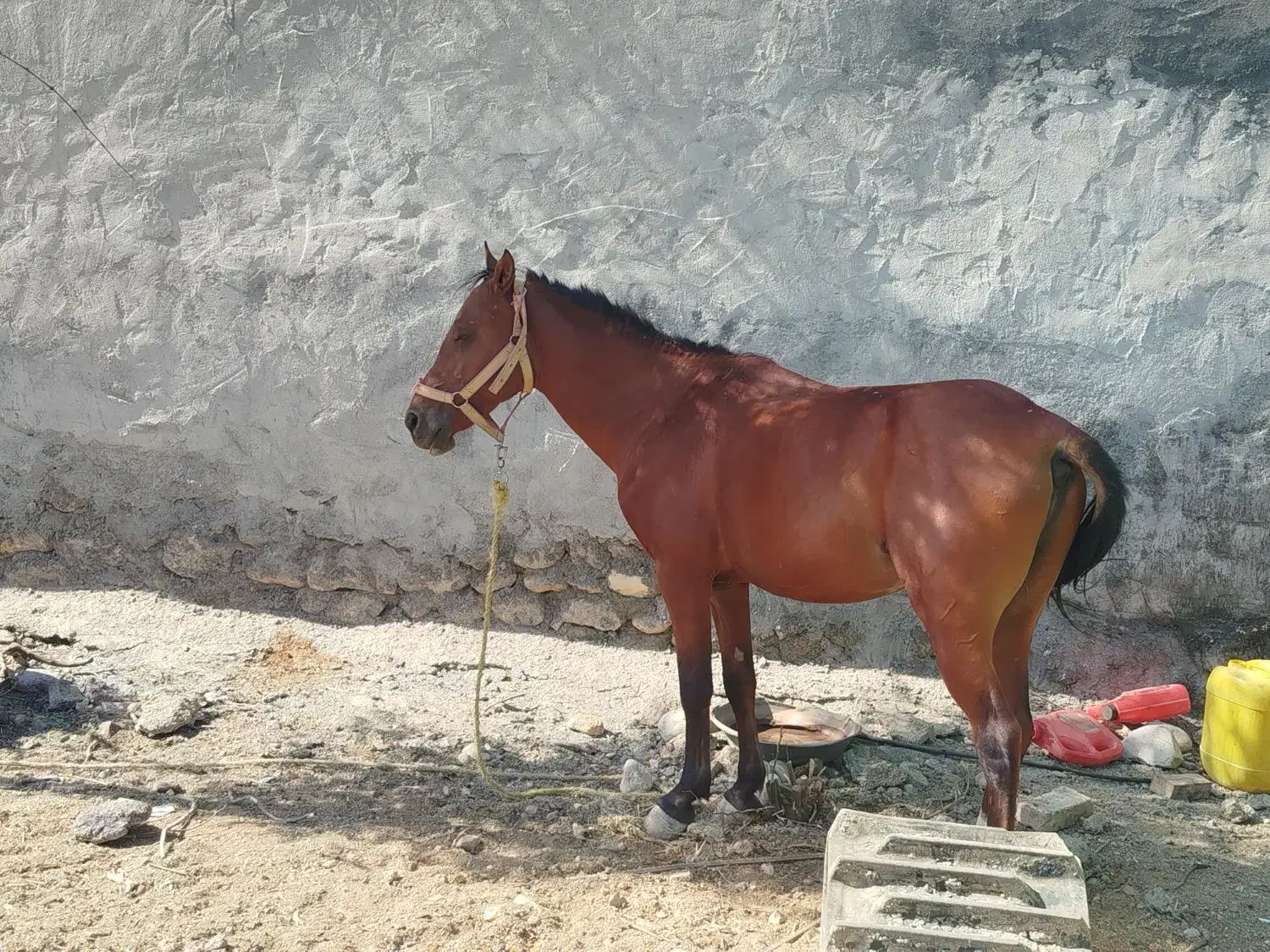 فروش اسب|اسب و تجهیزات اسبسواری|یاسوج, |دیوار