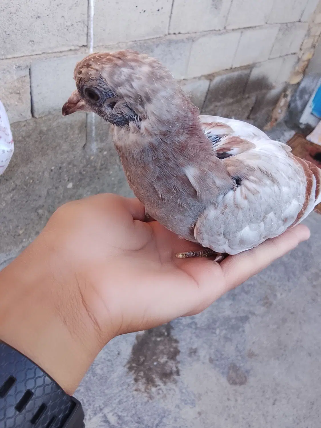 کبوتر|پرنده|سمنان, |دیوار