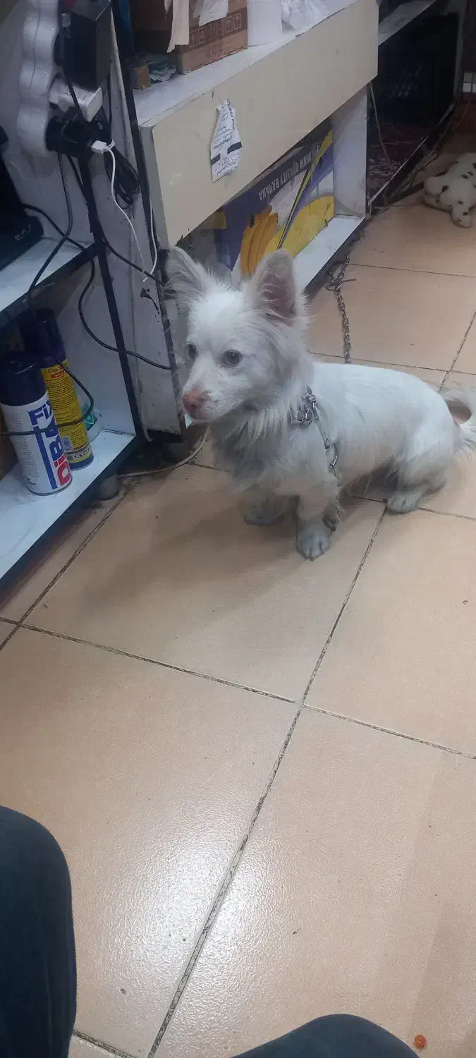 توافقی به فروش میرسد|سگ|کرج, مهرویلا جنوبی|دیوار