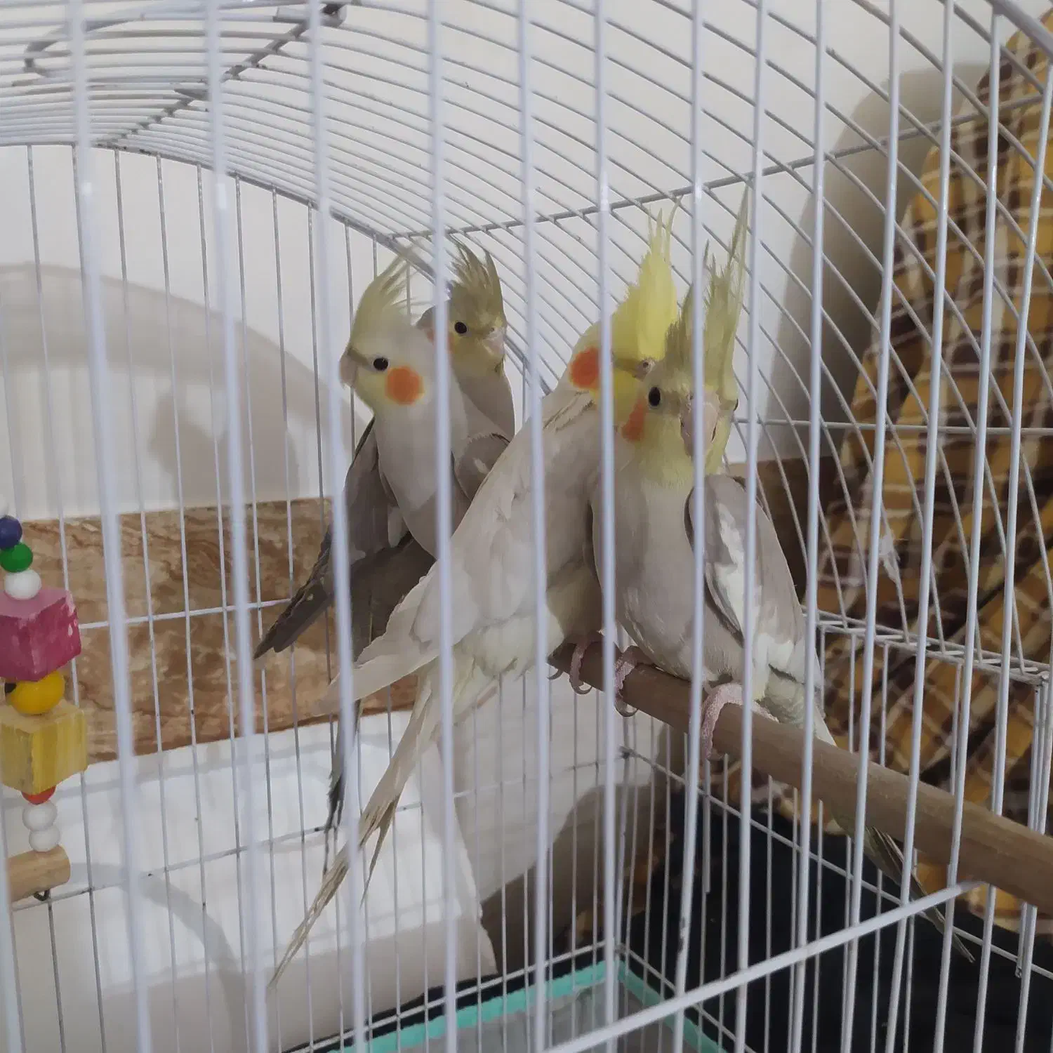 عروس هلندی|پرنده|دوگنبدان, |دیوار