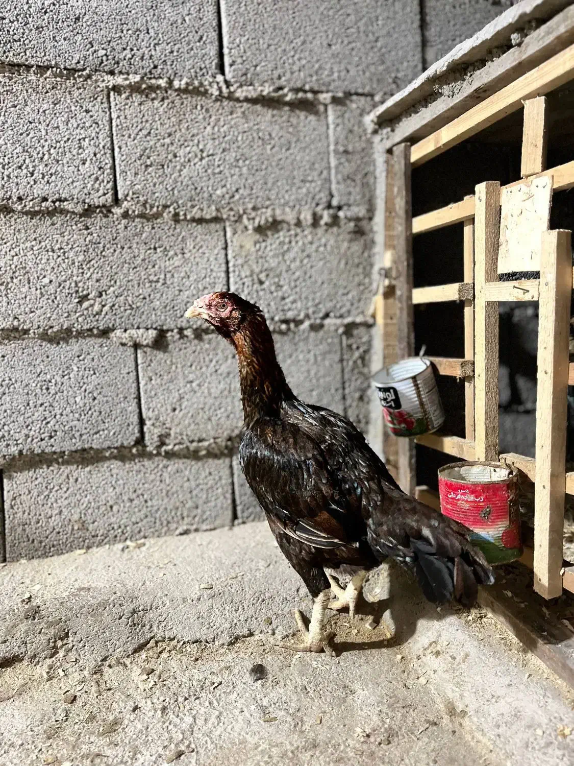 مرغ لاری|حیوانات مزرعه|فومن, |دیوار