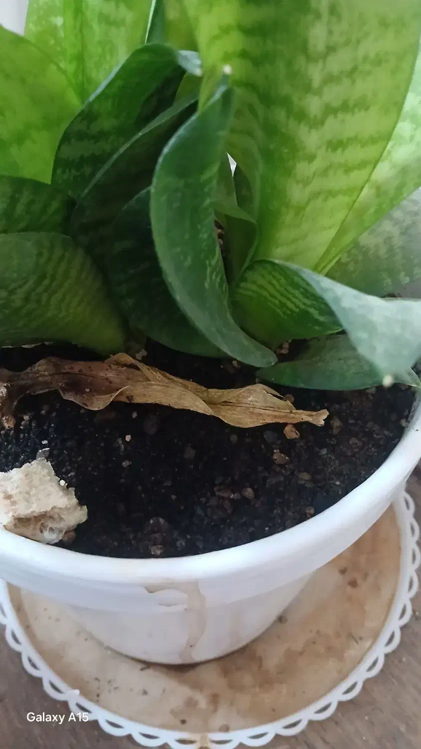 کود|گل و گیاه طبیعی|رفسنجان, |دیوار