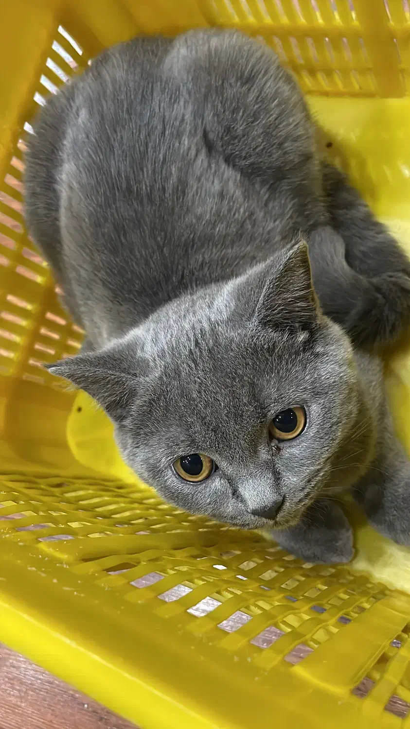 گربه اسکاتیش بلو نر|گربه|قزوین, |دیوار