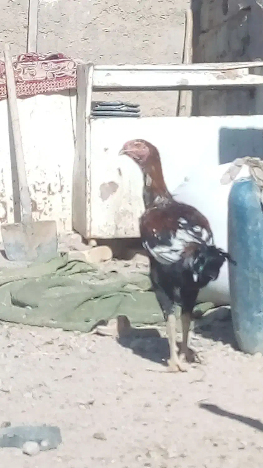 جوجه خروس لاری|حیوانات مزرعه|خمک, |دیوار