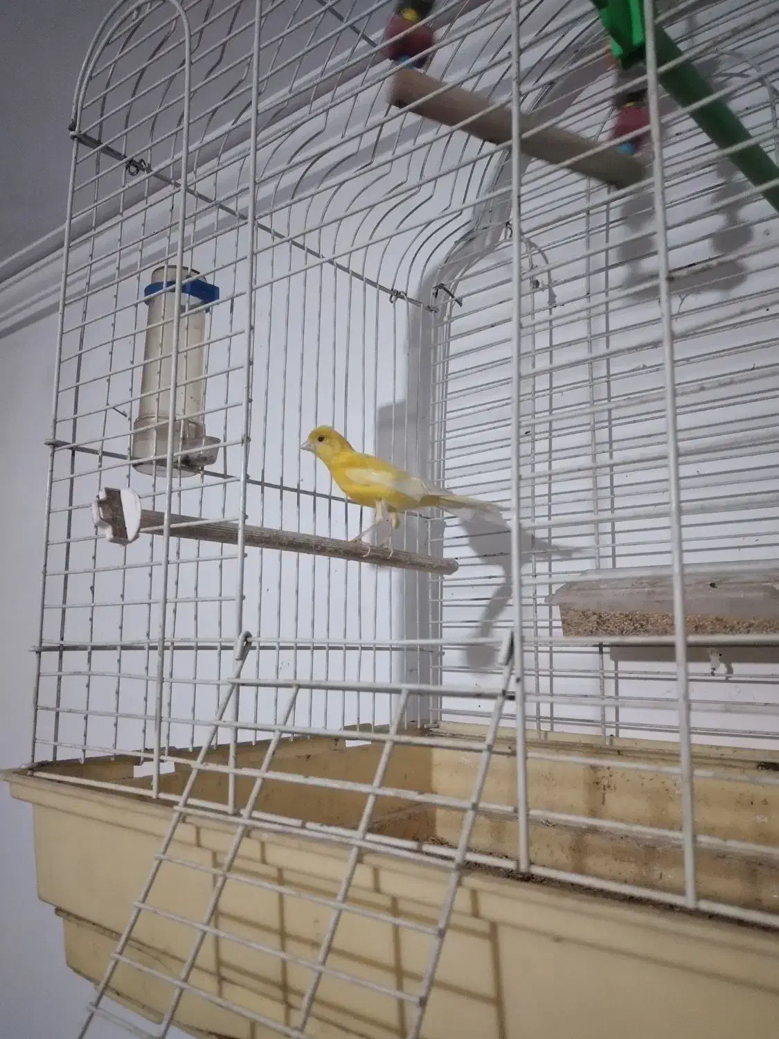 قناری|پرنده|آذرشهر, |دیوار