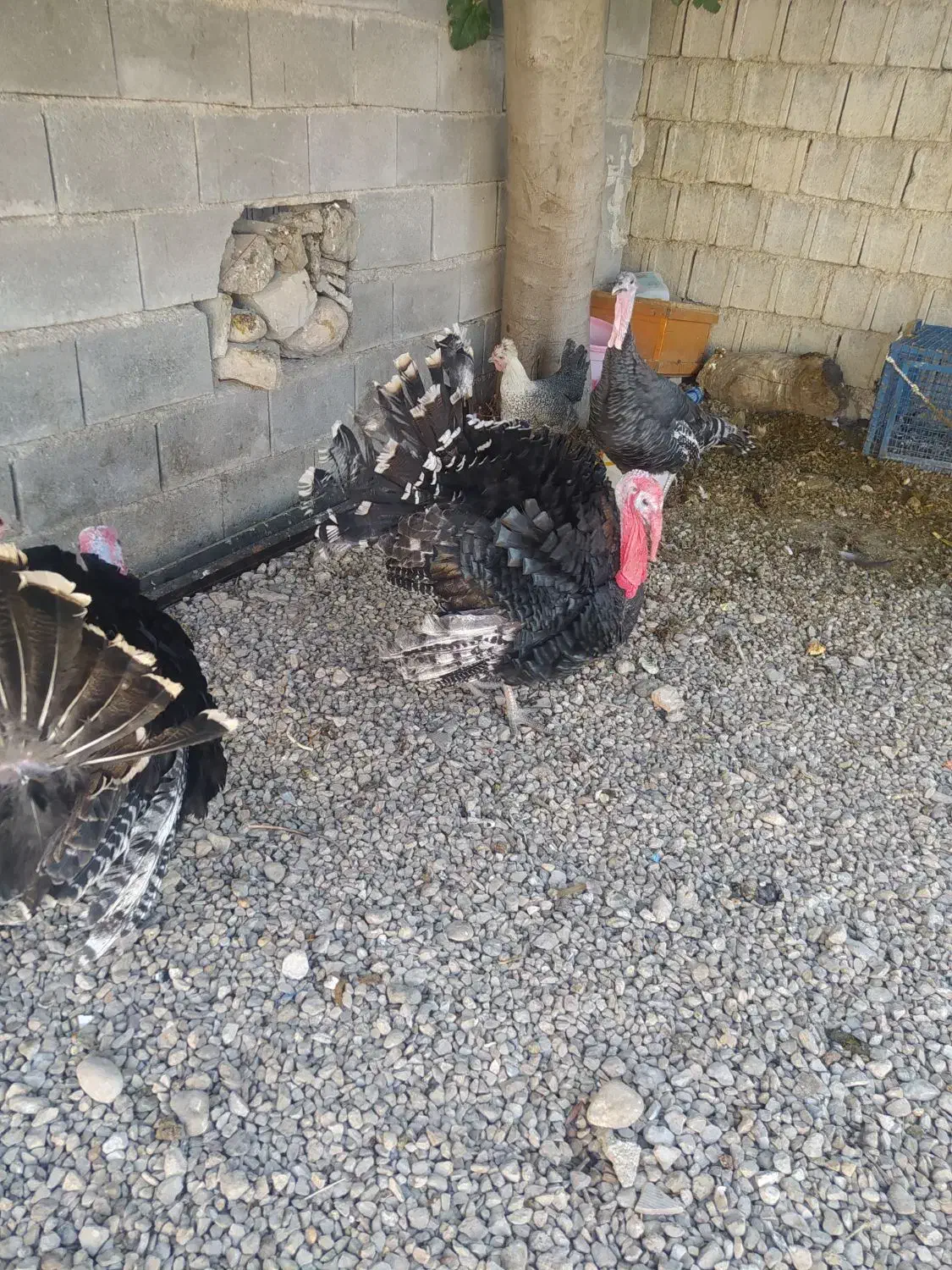 غاز و قو غاز و بوقلمون|حیوانات مزرعه|یاسوج, |دیوار