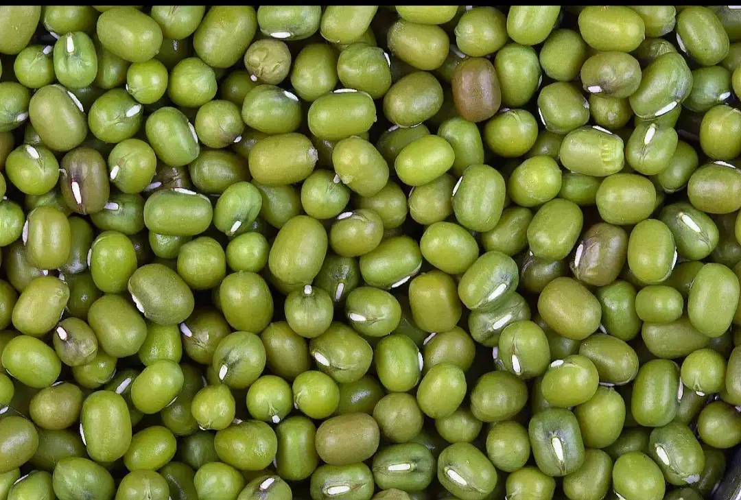 ماش درجه یک|خوردنی و آشامیدنی|کوهدشت, |دیوار