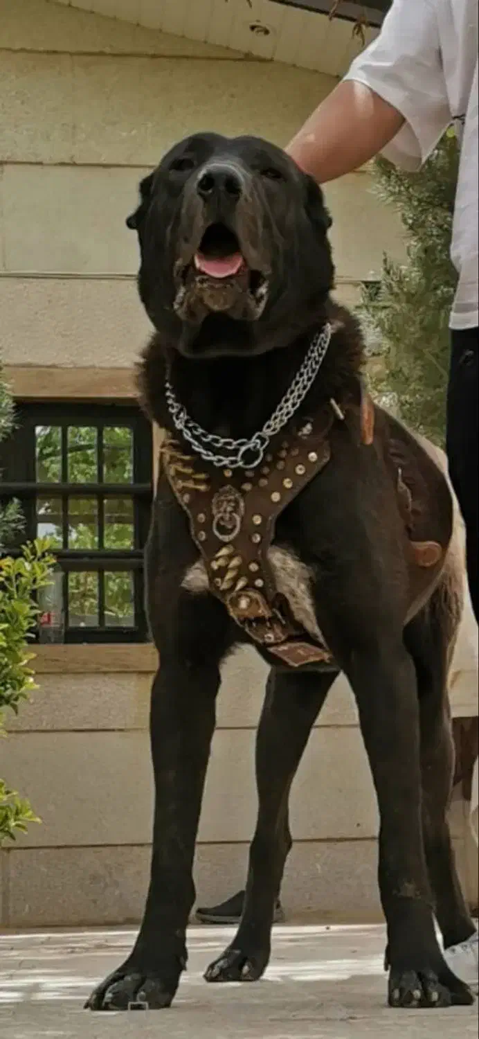 سگ سرابی اصیل اصیل|سگ|شیراز, حومه شیراز|دیوار