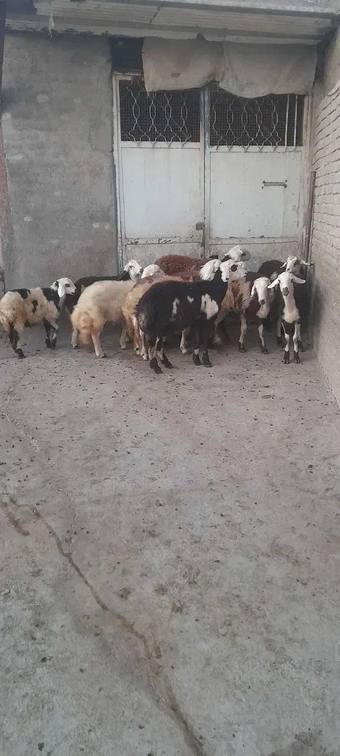 بره نره|حیوانات مزرعه|بروجرد, |دیوار